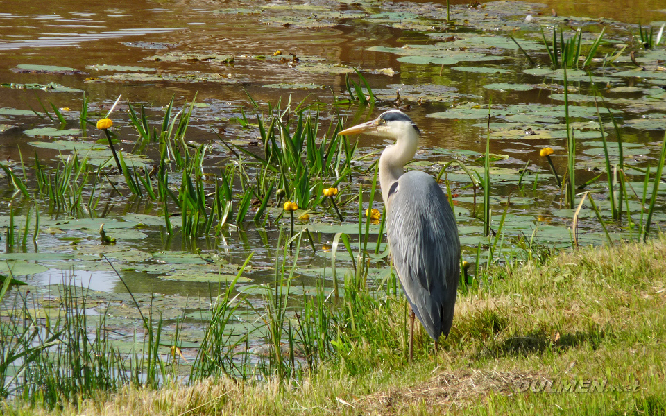 Grey Heron (Ardea cinerea)